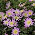 Strahlenanemone 'Charmer'