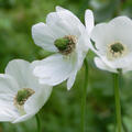 Anemone coronaria Bride, Kronenanemone, weiss
