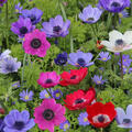 Anemone coronaria Mix, Kronenanemone, Farbmix