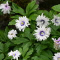 Busch-Windr�schen 'Blue Eyes'