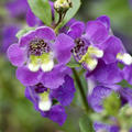 Angelonia angustifolia, Engelsgesicht, Sommer-L�wenmaul