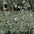Antennaria dioica var. borealis