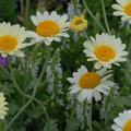 Anthemis tinctoria 'Susanna Mitchell'