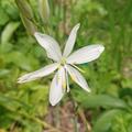 Anthericum ramosum, Anthericum ramosum