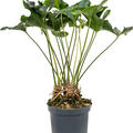 Anthurium 'Arrow', Busch, im 30cm Topf, H�he 85cm, Breite 60cm