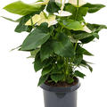 Anthurium andraeanum 'Alaska', Busch Wei�, im 26cm Topf, H�he 85cm, Breite 50cm