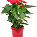 Anthurium andraeanum 'Dakota', Busch Rot, im 26cm Topf, H�he 85cm, Breite 50cm