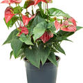 Anthurium andraeanum 'Sierra', Busch Rot, im 27cm Topf, H�he 70cm, Breite 50cm