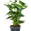 Anthurium andraeanum 'Sierra White', Busch Wei�, im 21cm Topf, H�he 60cm, Breite 40cm