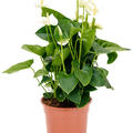 Anthurium andraeanum 'Sumi', Busch Wei�, im 27cm Topf, H�he 75cm, Breite 50cm