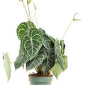 Anthurium clarinervium, Busch, im 24cm Topf, H�he 80cm, Breite 40cm