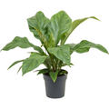Anthurium elipticum 'Jungle Bush', Busch, im 21cm Topf, H�he 50cm, Breite 50cm
