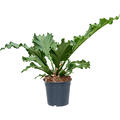 Anthurium plowmanii 'Storm', Busch, im 27cm Topf, H�he 60cm, Breite 60cm
