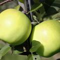 Apfel Bionda� Bella