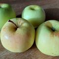 Apfel Bionda� Bella, Malus