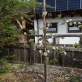 Apfel Bionda� Marilyn�, Malus