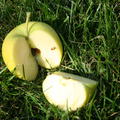 Apfel Paradis Bionda� Patrizia