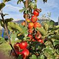 Apfel Lubera Paradis� Crispino�, Malus domestica