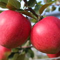 Apfel Paradis� Elegance� - wundersch�n