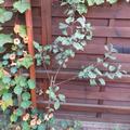 Apfel Paradis� Elegance�, Malus domestica