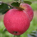 Apfel Paradis� Fantasia�