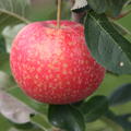 Apfel Paradis� Katka�