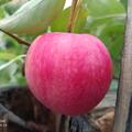 Apfel Paradis� 'Ladylike'�, Malus domestica