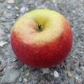 Apfel Paradis� Lummerland�, Malus