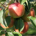 Apfel Paradis� New Year
