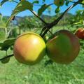 Apfel Paradis� New Year, Malus domestica