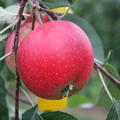 Frucht
