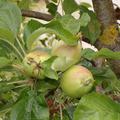 Apfel Paradis Sparkling, wachsende Fr�chte 2023-06-20