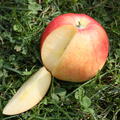 Apfel Paradis Utopia�