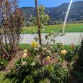 Apfel Paradis� Utopia�, Malus domestica