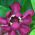 Gew�rzstrauch, Nelkenpfeffer (Calycanthus floridus 'Aphrodite')