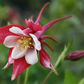 Aquilegia 'Spring Magic rose-white'