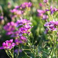 Arabis caucasica 'Pinkie'