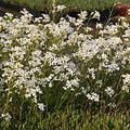 Arabis procurrens 'Glacier' (gen)