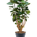 Aralia (Polyscias) 'Fabian', Verzweigt, im 24cm Topf, H�he 80cm, Breite 35cm