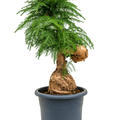 Araucaria cunninghamii, Bonsai, im 40cm Topf, H�he 125cm, Breite 60cm