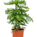 Araucaria heterophylla, Busch, im 30cm Topf, H�he 110cm, Breite 65cm