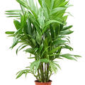 Areca triandra, Busch, im 24cm Topf, H�he 150cm, Breite 100cm