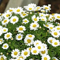 Strauchmargerite Weiss, Argyranthemum frutescens
