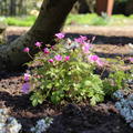 Allackerbeere, Rubus arcticus, Arktische Brombeere/Himbeere