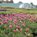 Armeria maritima 'D�sseldorfer Stolz'
