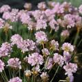 Armeria x juniperifolia 'R�schen'