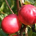 Aromanektarine Fusalode