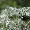 Artemisia arborescens 'Powis Castle'