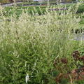 Artemisia lactiflora 'Wei�e Dame'