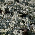 Artemisia stelleriana 'Mori'